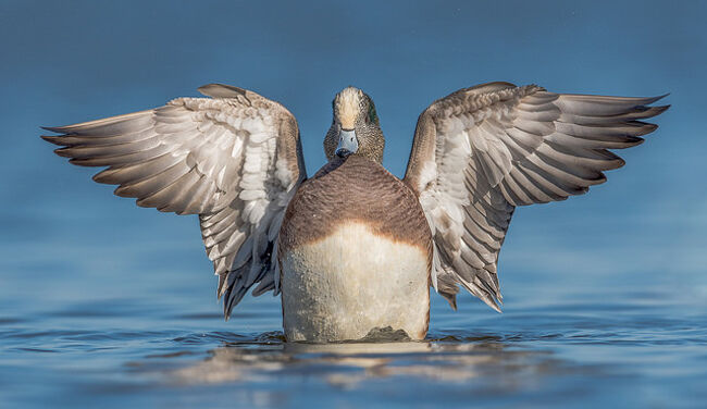 WIDGEON